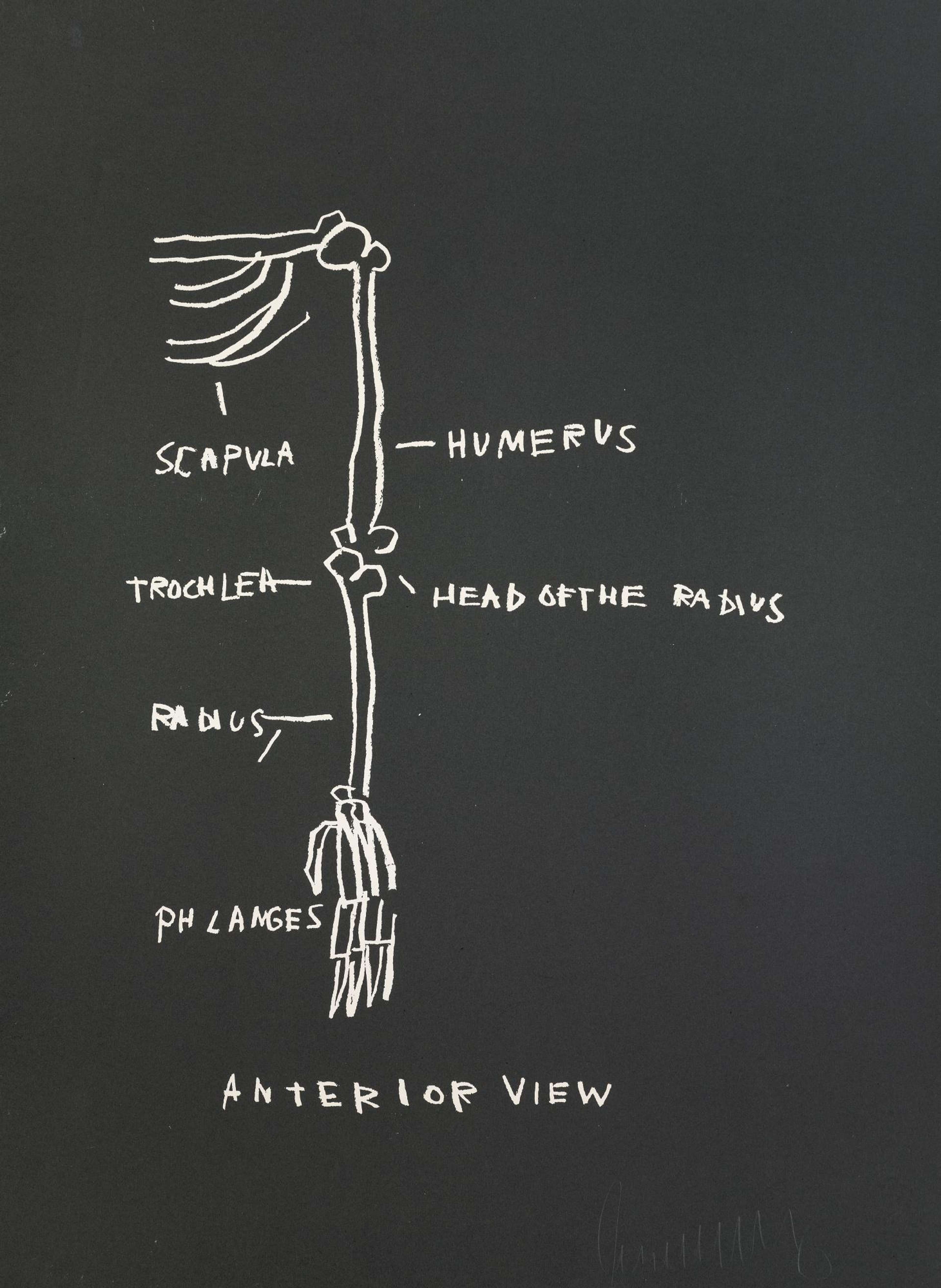 Une image de l'œuvre « Anatomy, Anterior View » de Basquiat. Elle présente un dessin des os d'un bras droit, blancs sur fond noir, avec des sections spécifiques telles que « phlanges » (sic), « scapula » et « humerus » étiquetées.