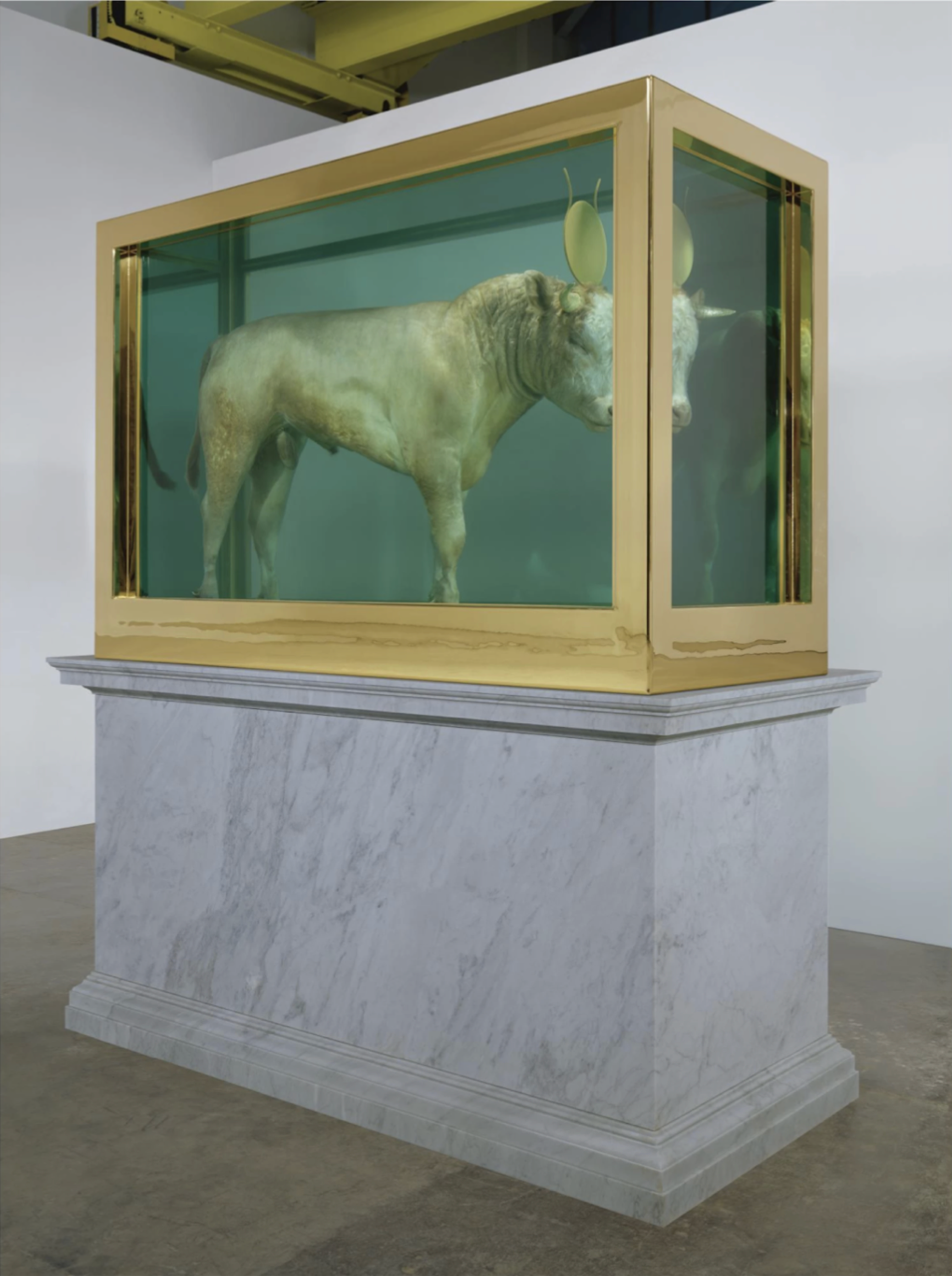 Un veau suspendu dans du formol dans une boîte bordée d'or.