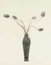 Tulips - Signed Print