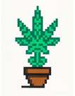 Hollyweed (brown) - Signed Print