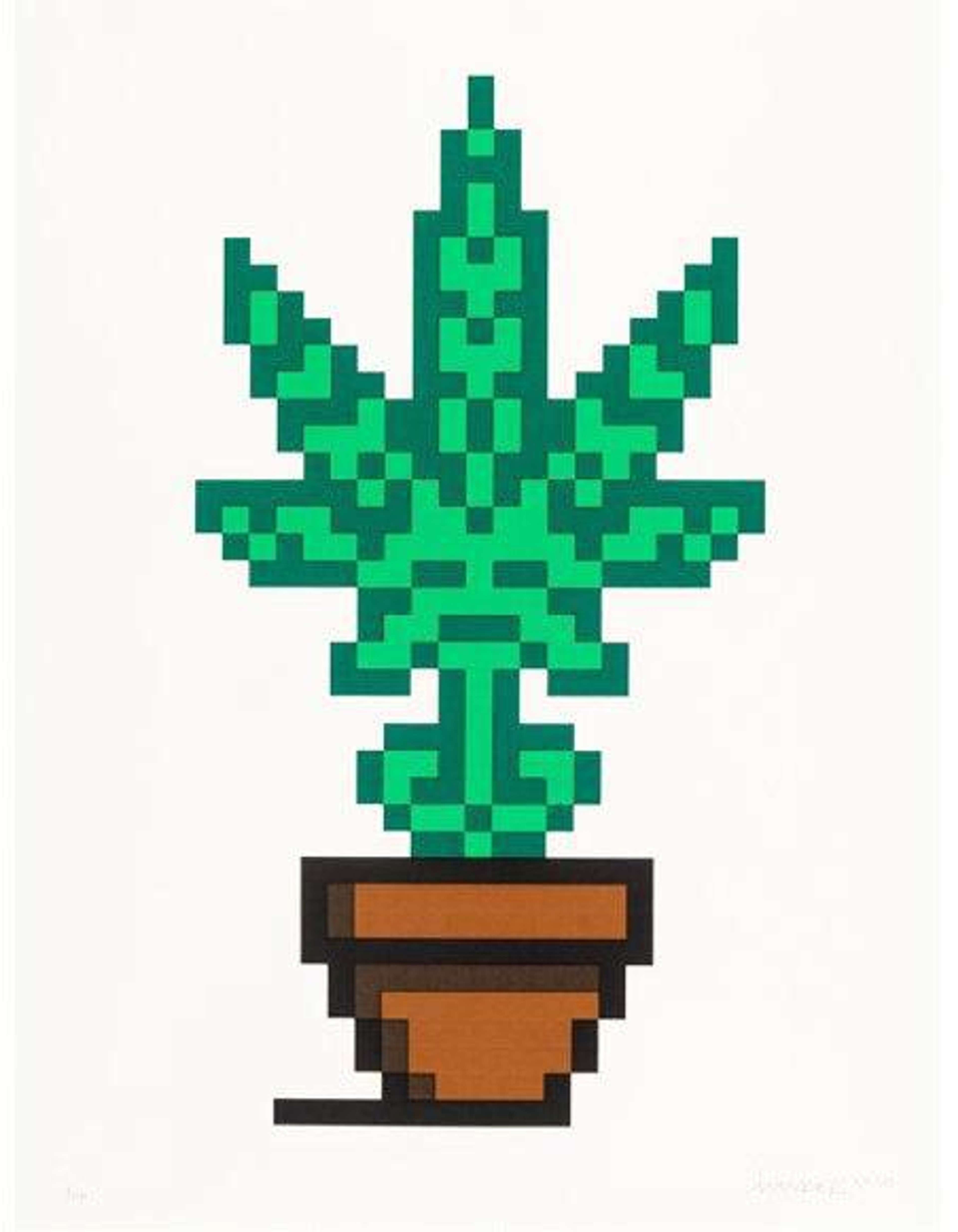 Hollyweed (brown) by Invader