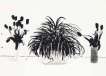 Two Vases Of Cut Flowers And A Liriope Plant - Signed Print