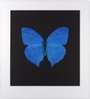 Damien Hirst: Memento 5 - Signed Print