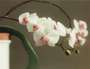 Gerhard Richter: Orchid II - Signed Print