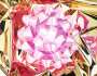 Jeff Koons: Pink Bow - Signed Print