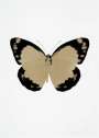 Damien Hirst: The Souls II (cool gold, raven black, blind impression) - Signed Print