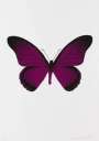 Damien Hirst: The Souls IV (fuchsia pink, raven black) - Signed Print