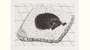 David Hockney: Dog Etching No. 4 - Signed Print
