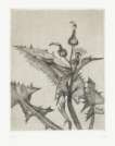 Thistle - Signed Print