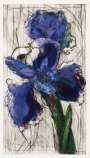 William Kentridge: Dutch Iris - Signed Print