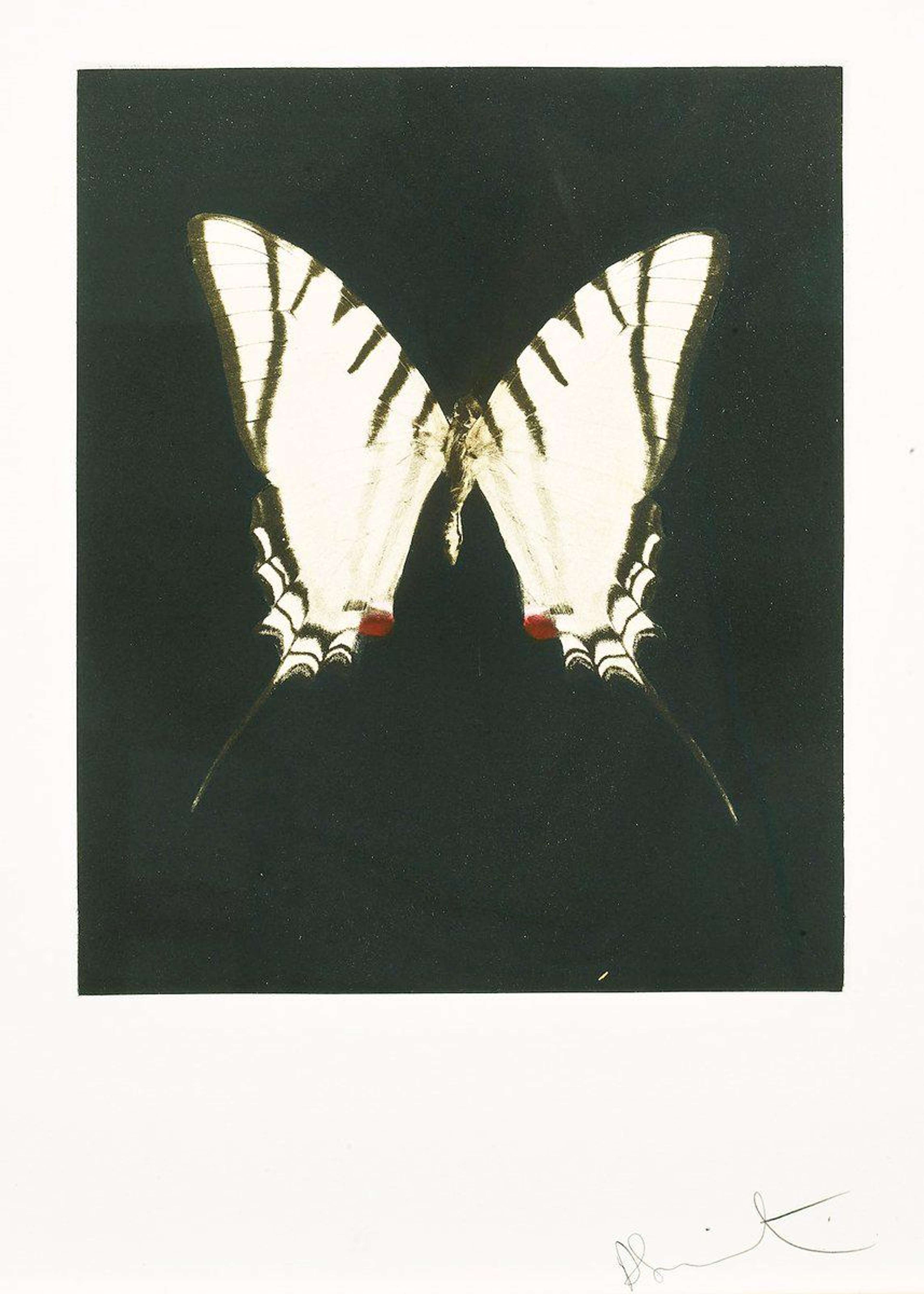 Une eau-forte de Damien Hirst représentant un papillon blanc aux marques noires, sur fond sombre.