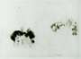 George Condo: More Sketches Of Spain - For Miles Davis #11 - Signed Print