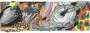 Frank Stella: The Monkey Rope - Signed Print