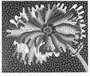 Yayoi Kusama: Flower XL - Signed Print