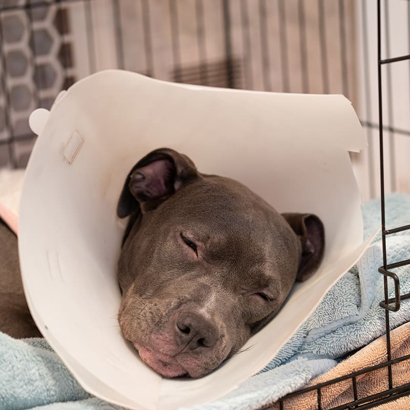 Recovering pet resting comfortably at home