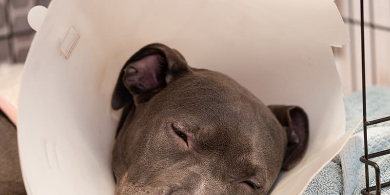 Recovering pet resting comfortably at home