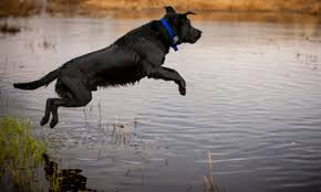 Healthy pet enjoying outdoor life without parasite stress