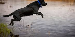 Healthy pet enjoying outdoor life without parasite stress