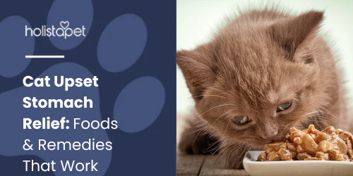 Pet owner gently comforting pet during digestive upset