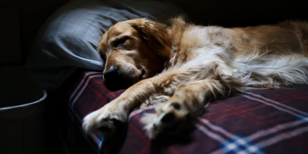 Senior pet receiving gentle care at home through online veterinary consultation