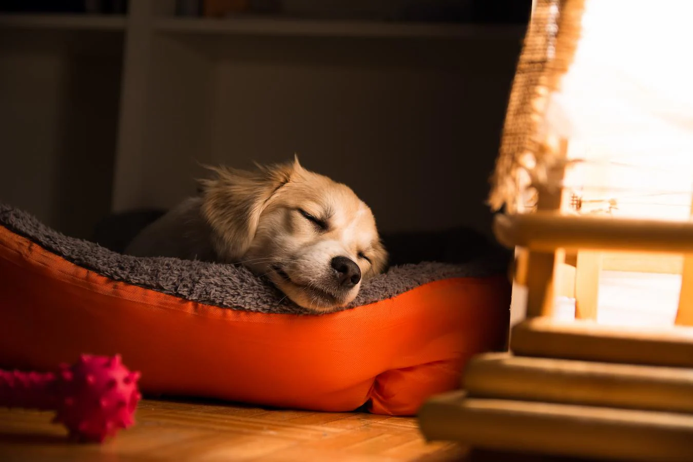 Calm dog resting indoors with owner during fireworks season