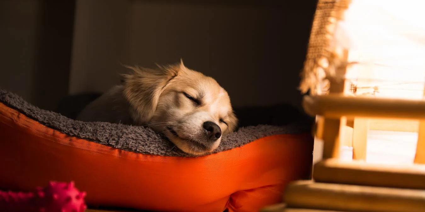 Calm dog resting indoors with owner during fireworks season