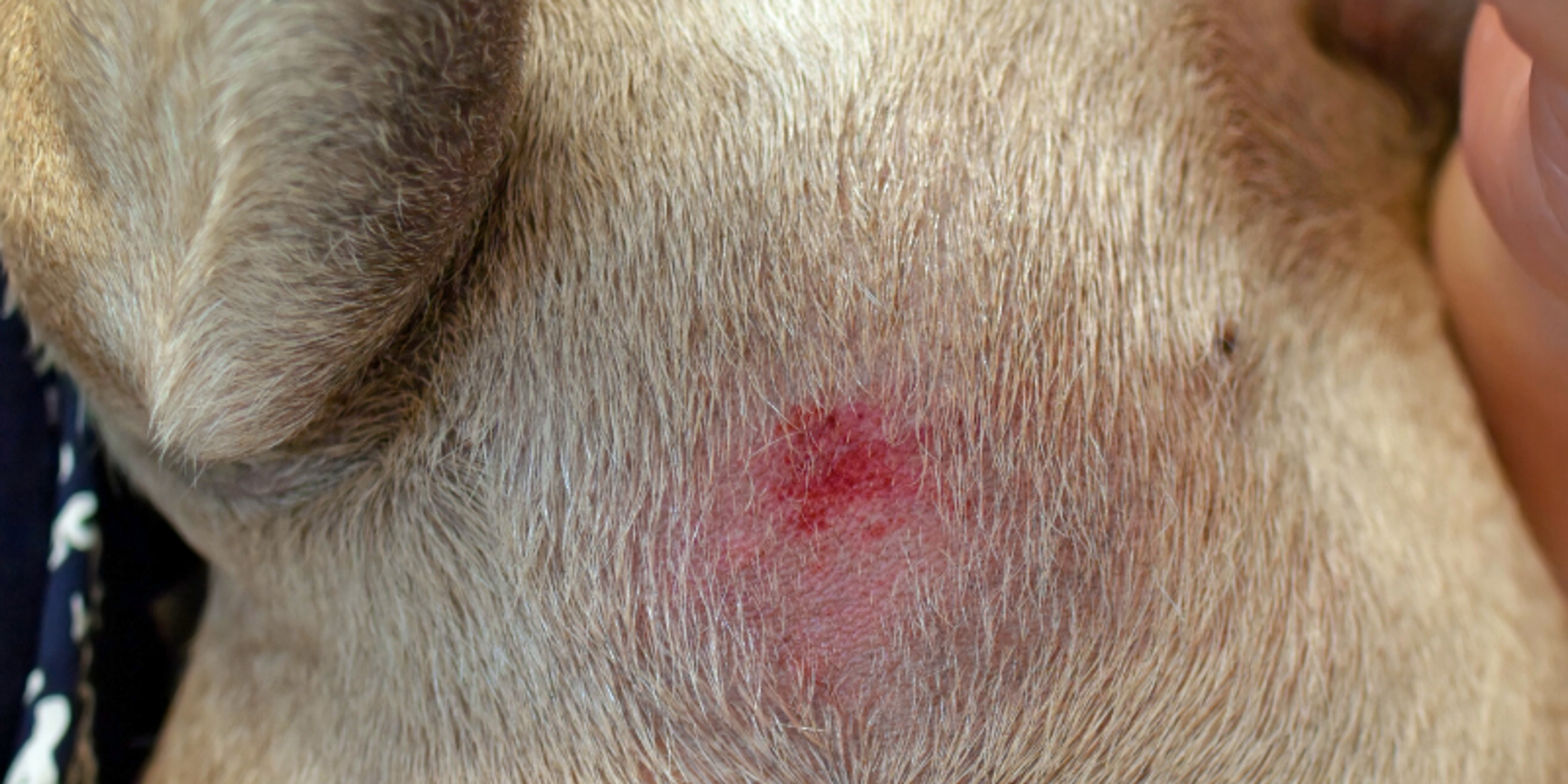 Dog suffering from skin irritation while owner checks the affected area at home