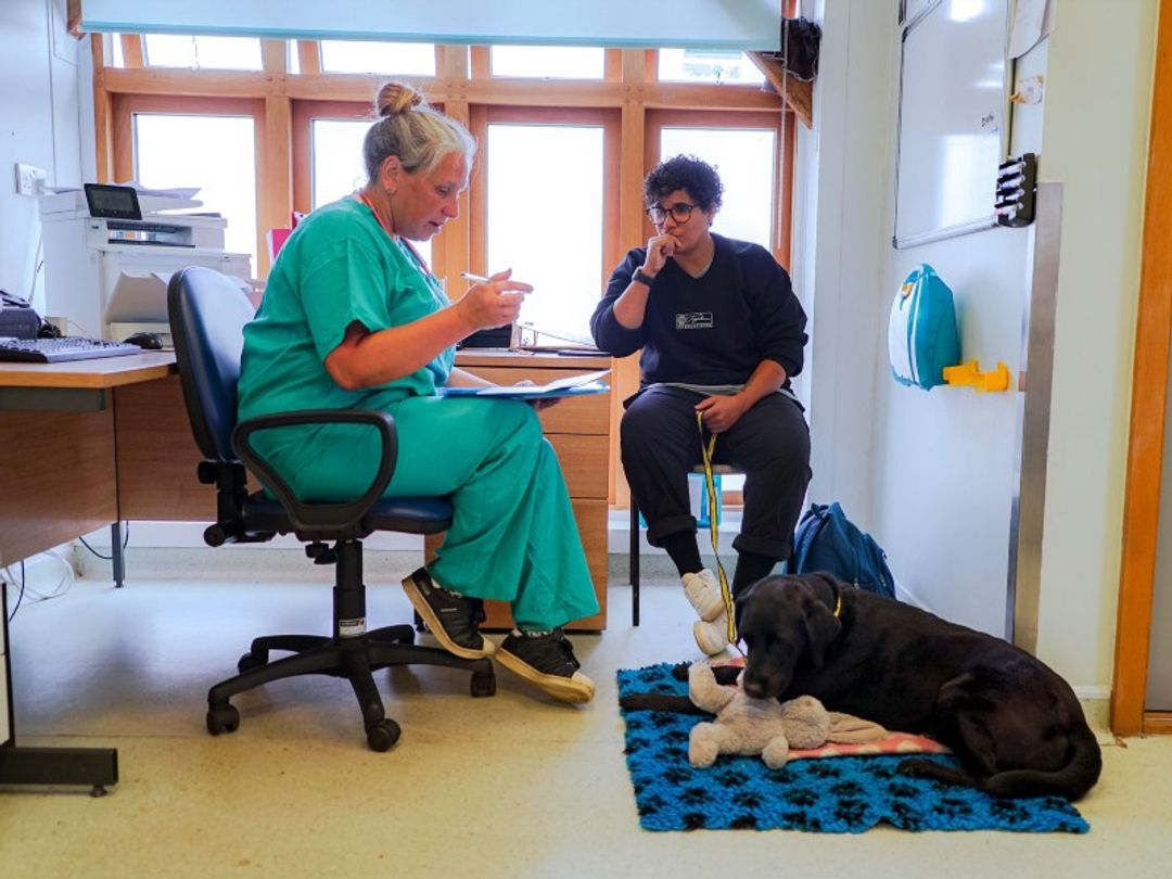Veterinarian gently examining a calm dog during a holistic consultation while the owner looks on
