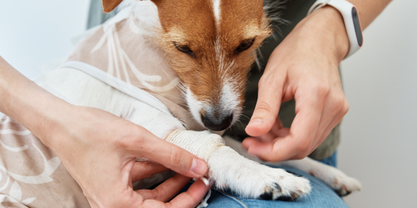 Pet owner gently examining a dog’s paw during first aid care