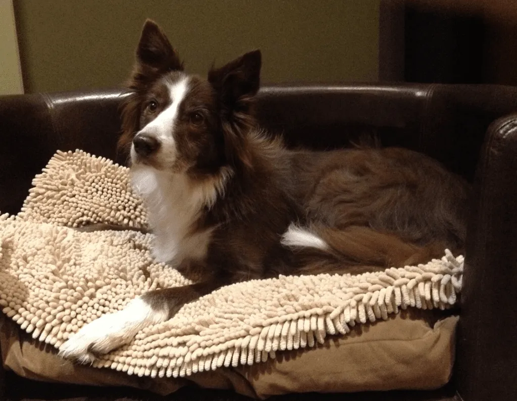 Dog resting comfortably at home with owner nearby, representing recovery from kennel cough and natural respiratory healing support.