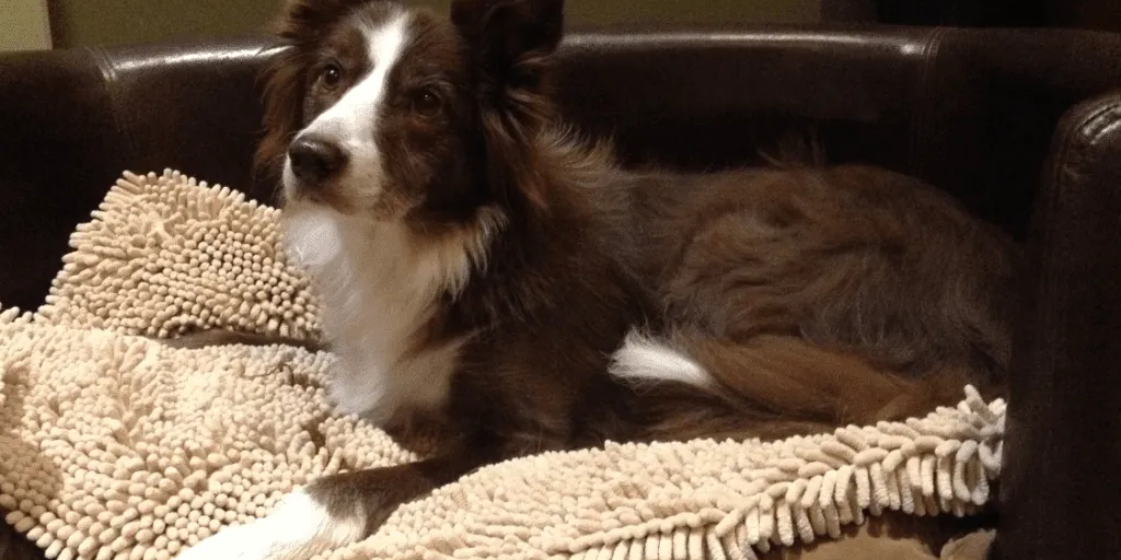 Dog resting comfortably at home with owner nearby, representing recovery from kennel cough and natural respiratory healing support.