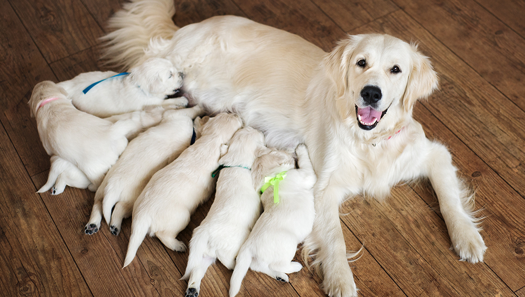 Mother dog peacefully nursing her puppies at home, representing gentle and natural support during pregnancy and the nursing period.