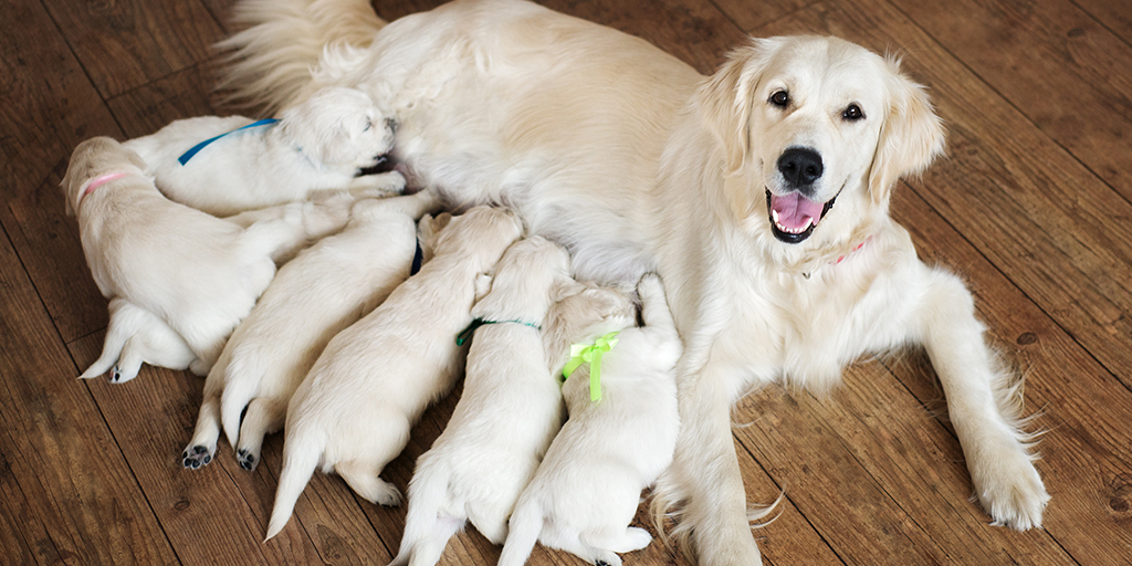 Mother dog peacefully nursing her puppies at home, representing gentle and natural support during pregnancy and the nursing period.