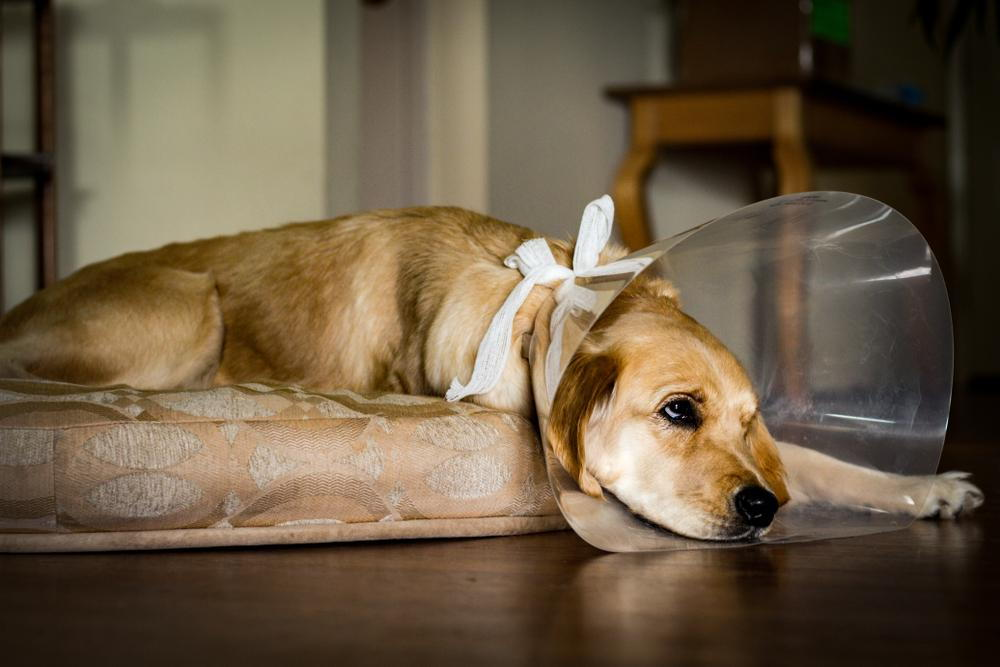 Pet recovering comfortably at home after surgery with supportive holistic care