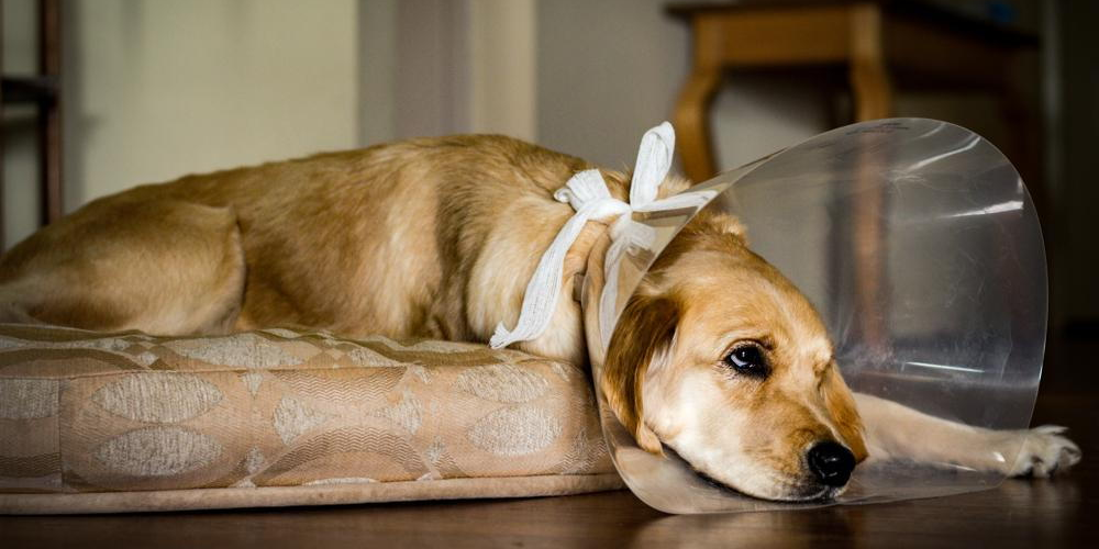 Pet recovering comfortably at home after surgery with supportive holistic care