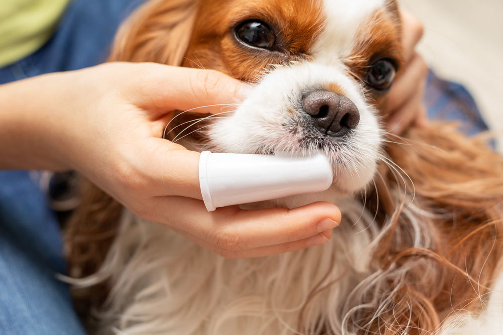Pet owner gently checking a dog’s teeth at home, highlighting preventive dental care and natural oral health support for pets.