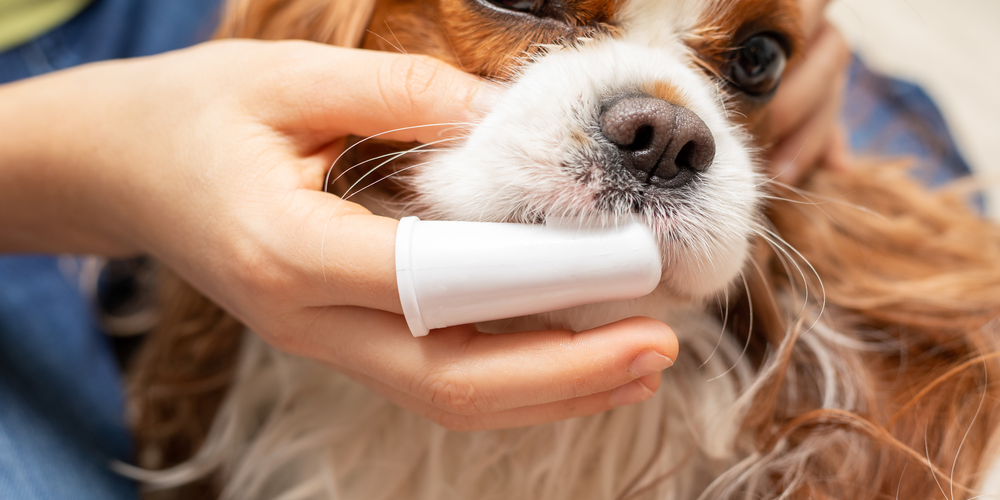Pet owner gently checking a dog’s teeth at home, highlighting preventive dental care and natural oral health support for pets.