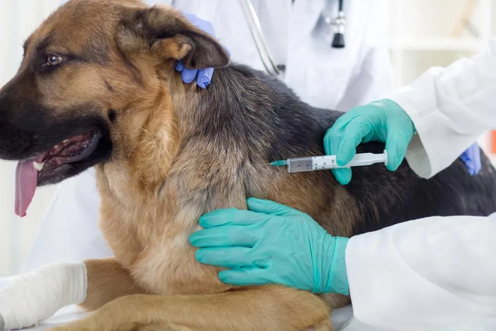 Pet resting calmly at home after vaccination with supportive care