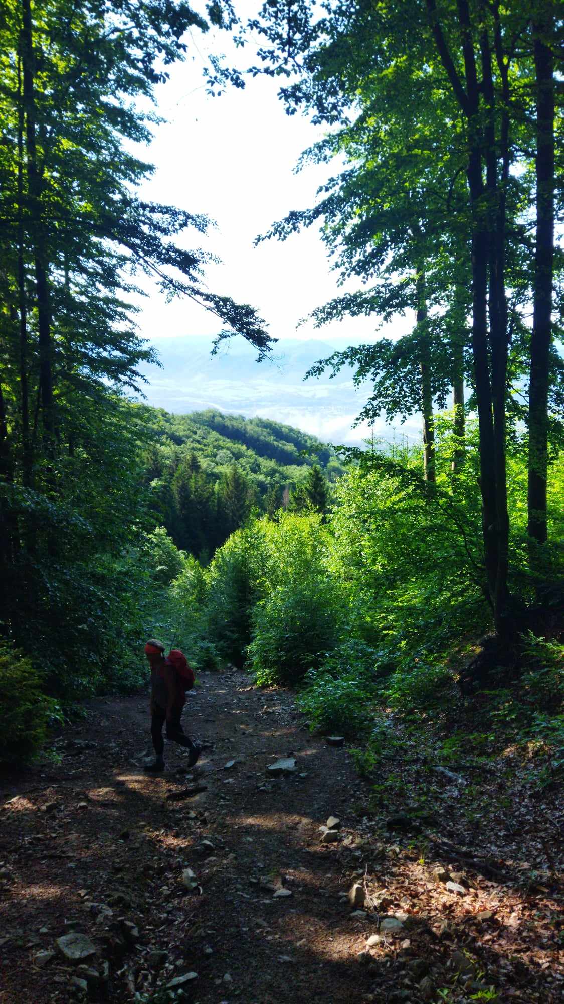 enchanted forrest walker green wild meadow ridge small fatra