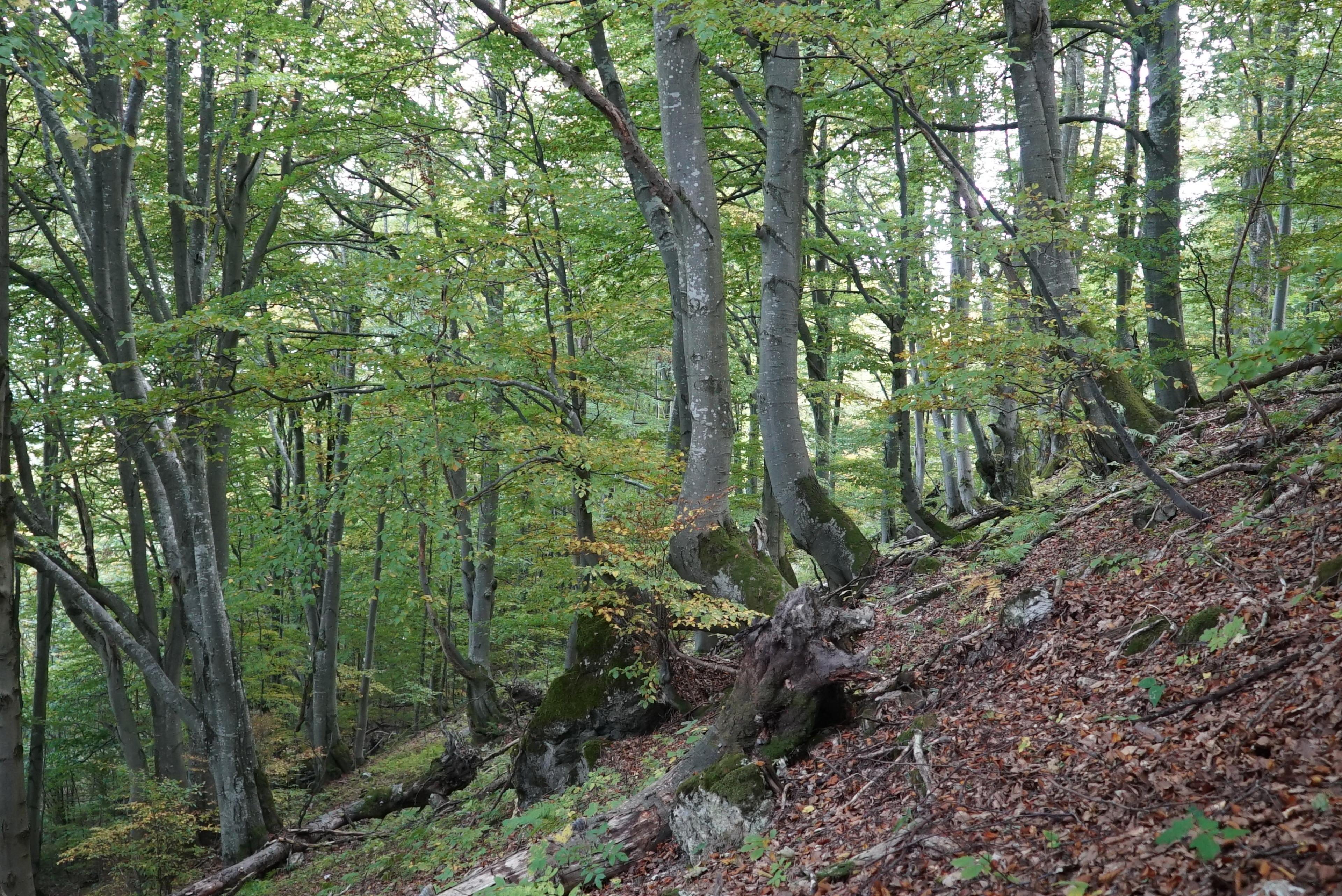 owl wild forrest velka fatra beech wilderness stone
