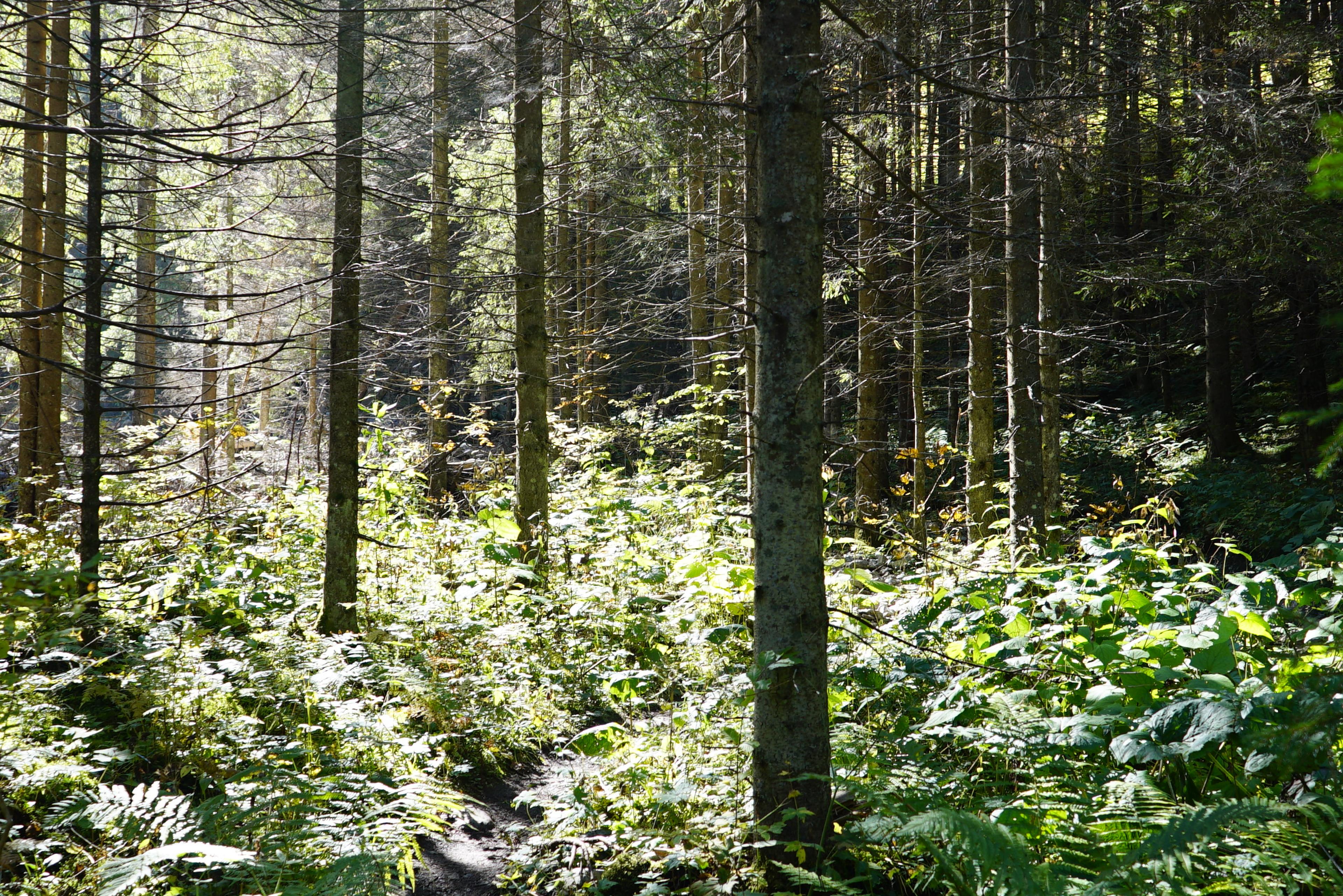 girl belianske tatry high tatras nature slovakia hike wander forrest wild ferns