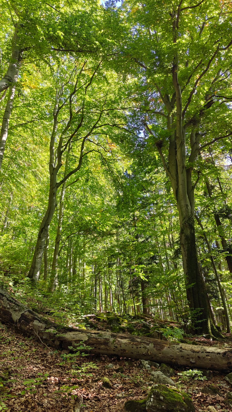 forrest wild Velka fatra walk hike enchanted history oak