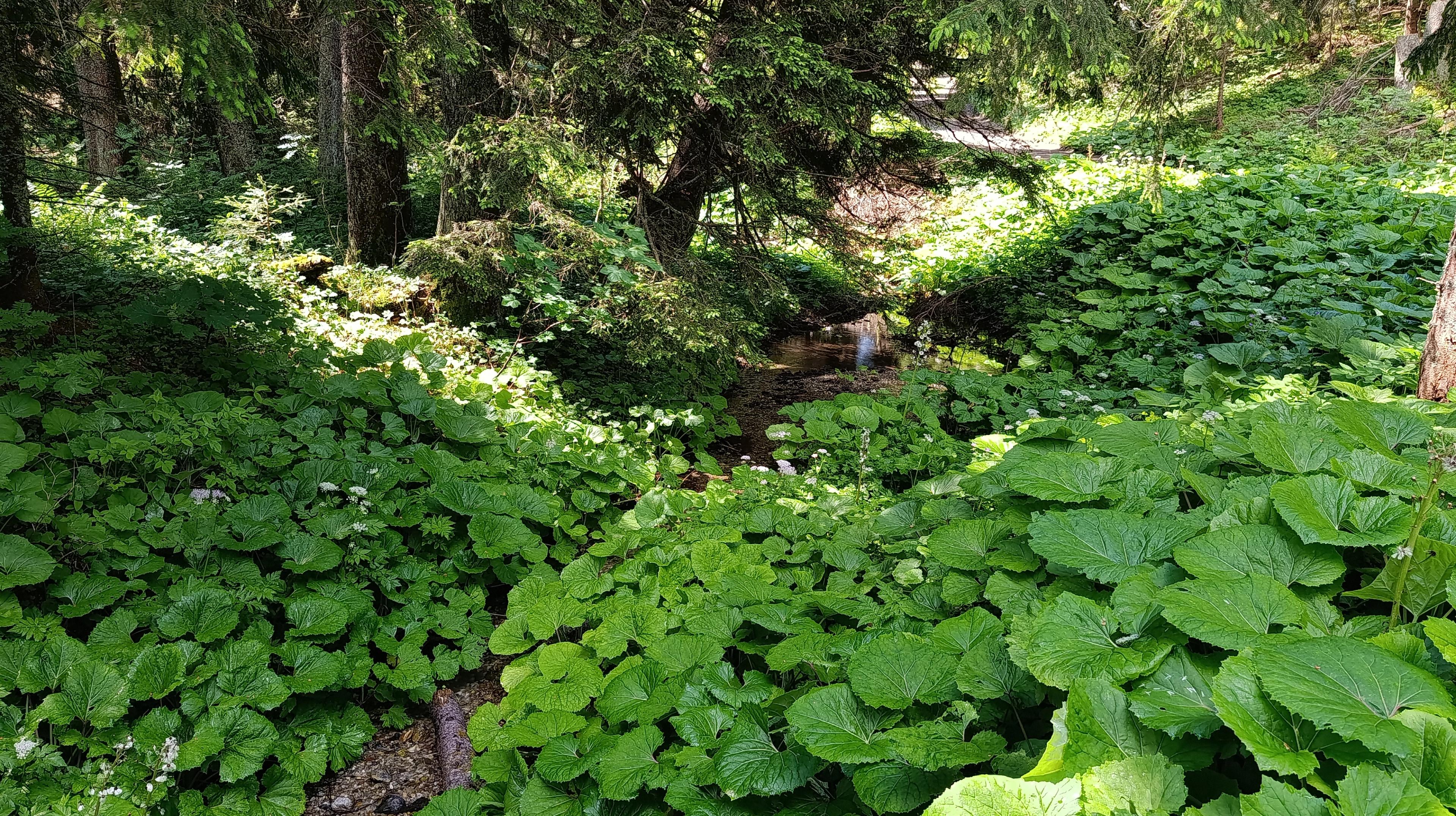 riverbed wilderness forrest western tatras hike walker journey