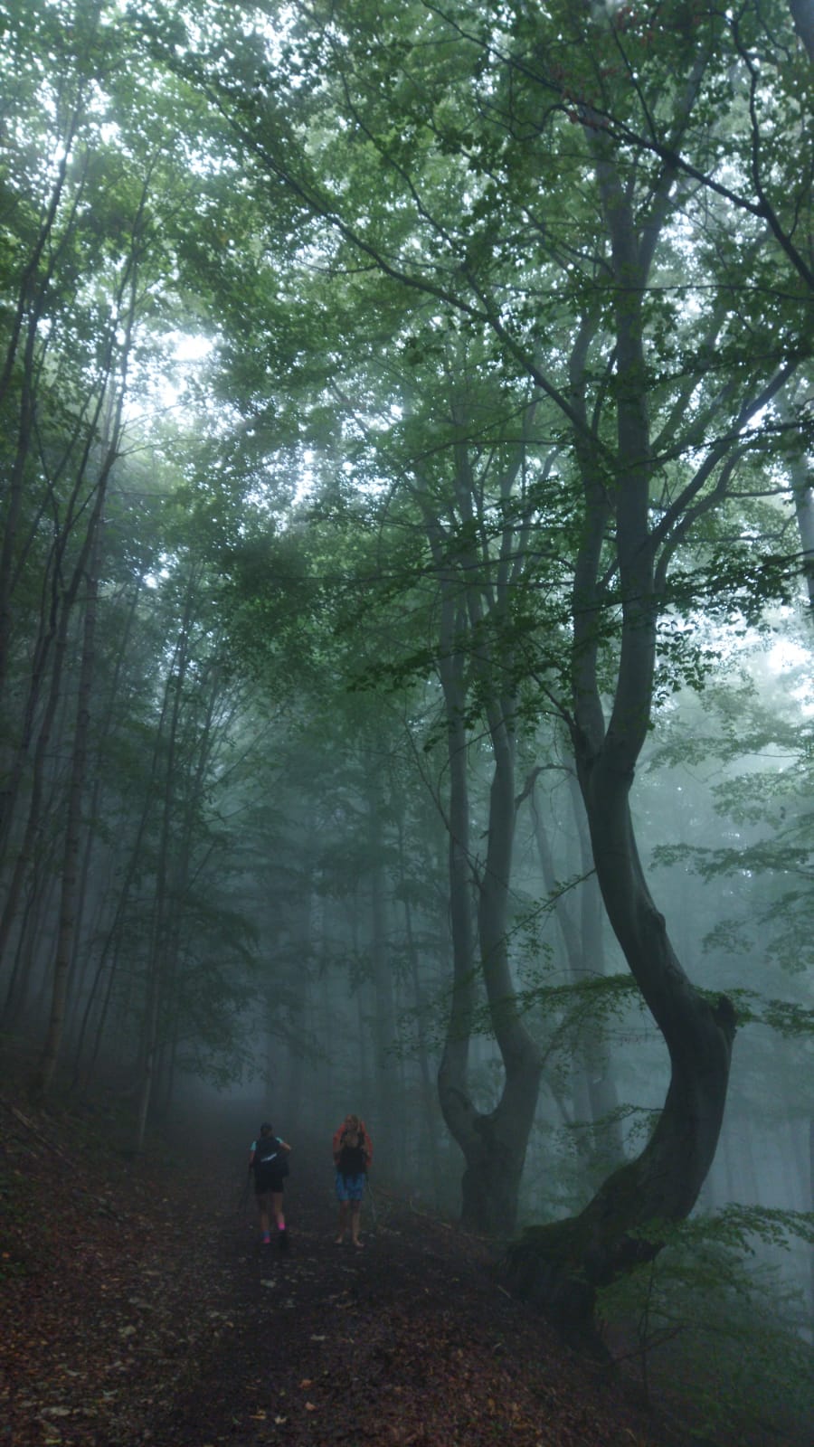 wild ridge velka fatra hikers wander hike journey meadow forest