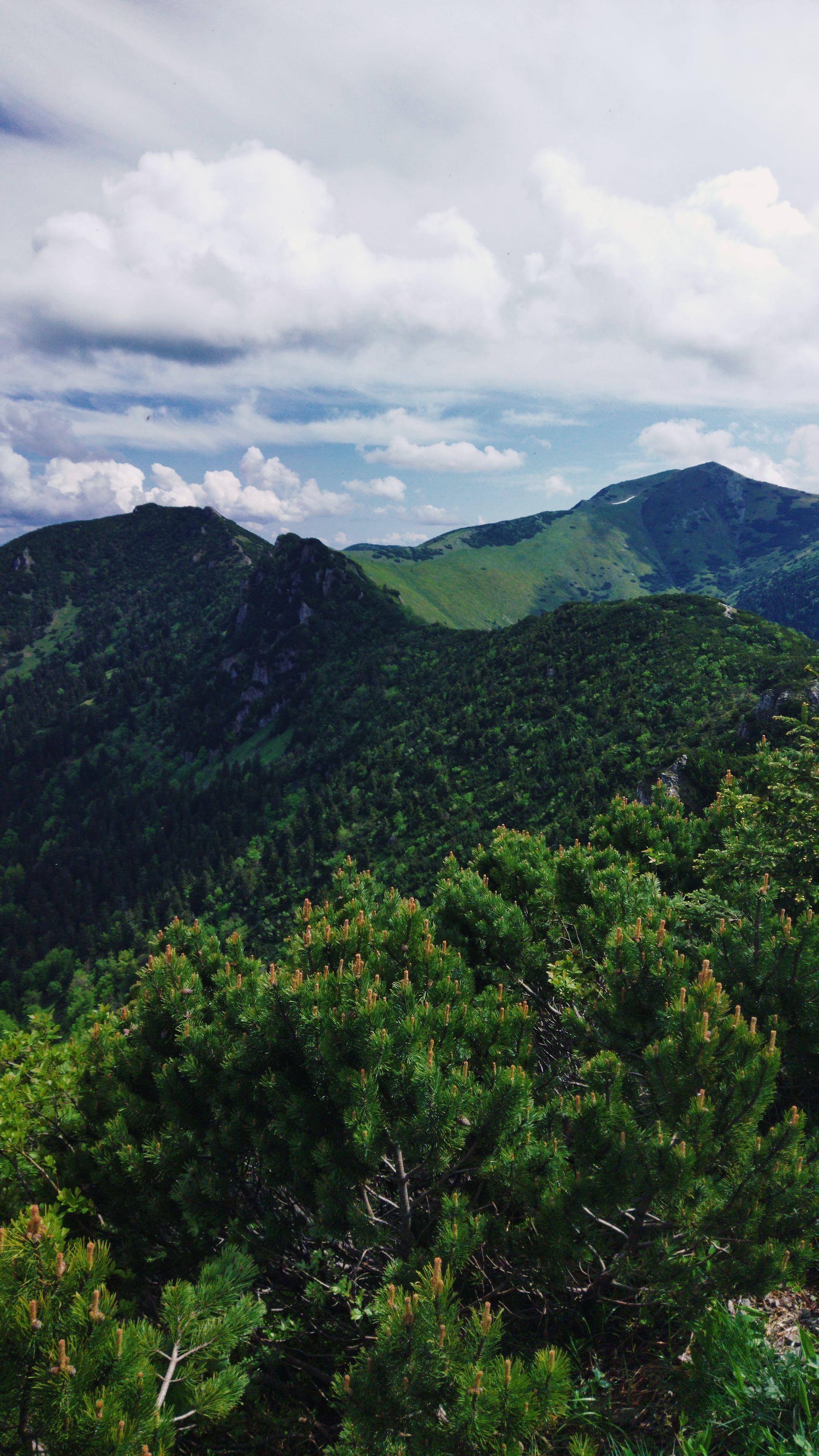 enchanted forrest walker green wild meadow ridge small fatra