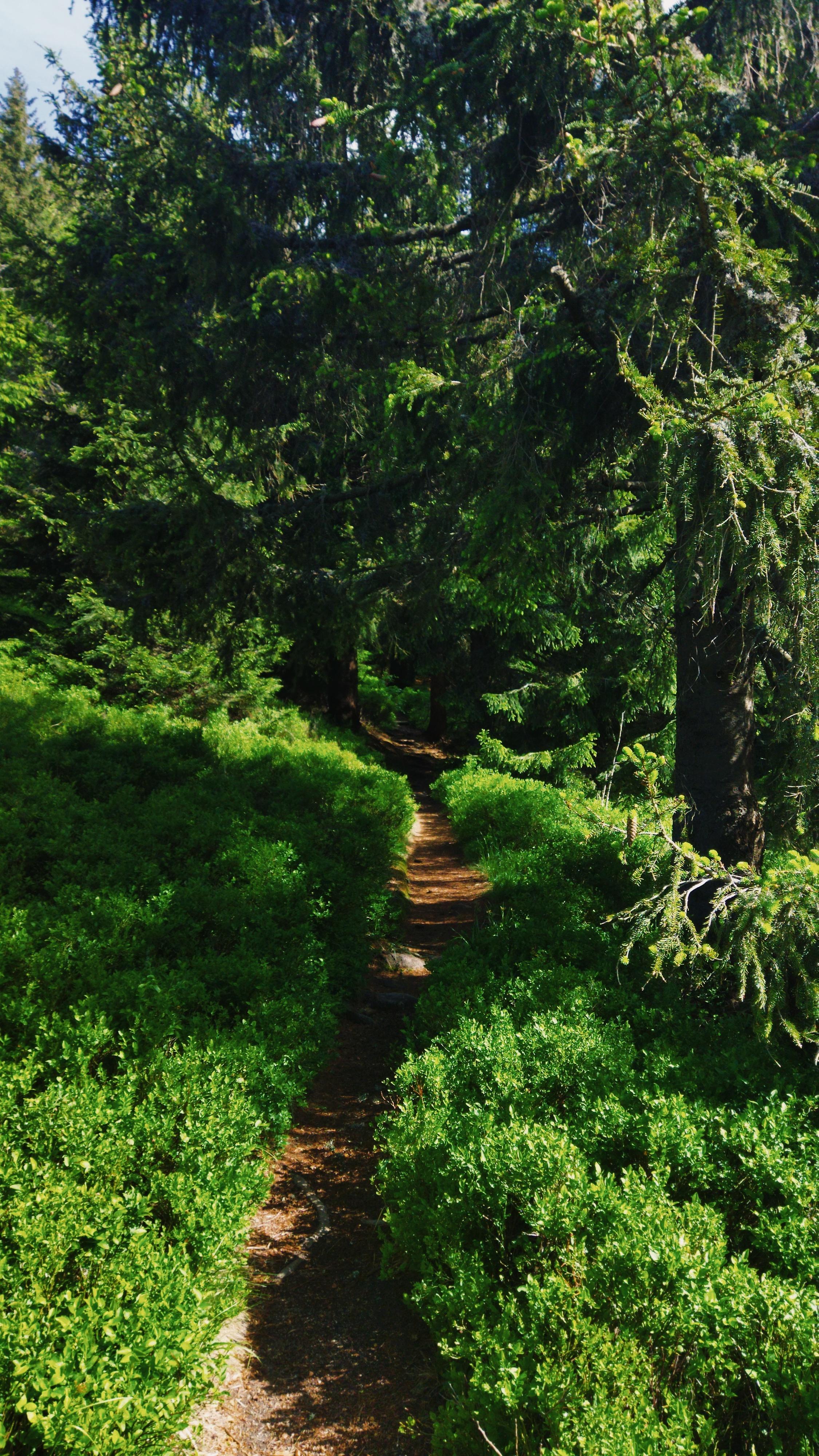 wild path forrest enchanted untouched