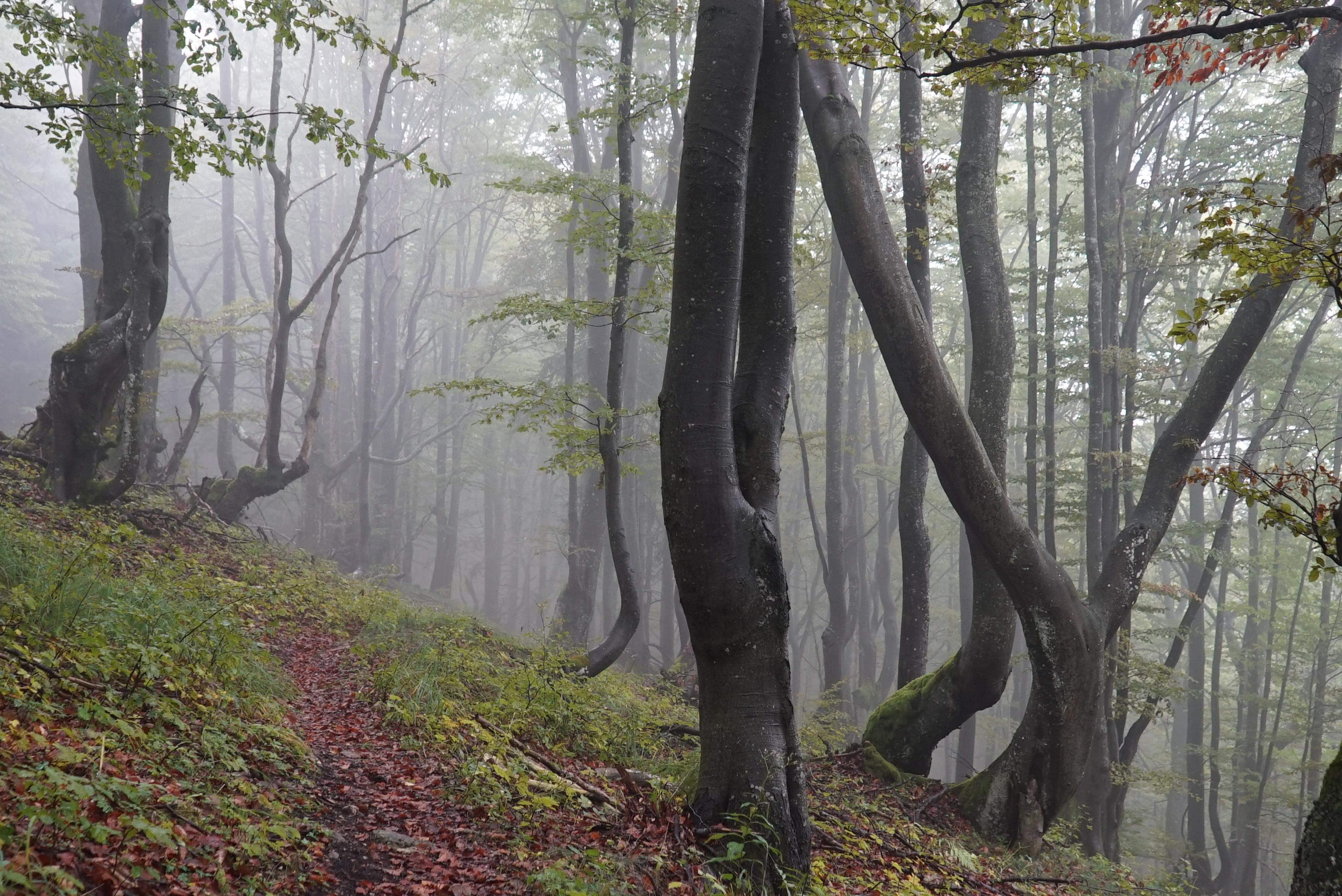 old forrest velka fatra beech and spruce walker hike journey wild