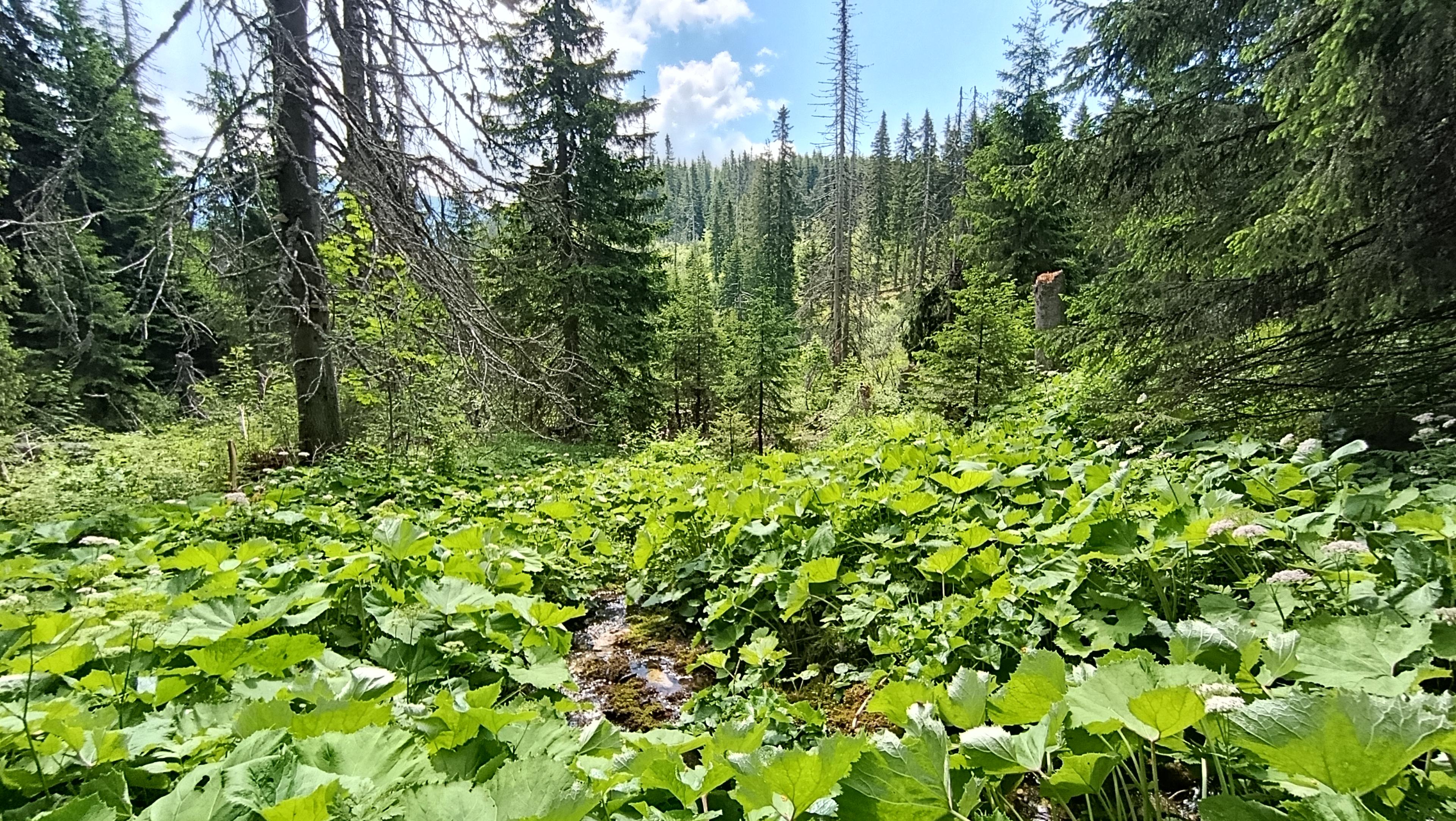 wilderness