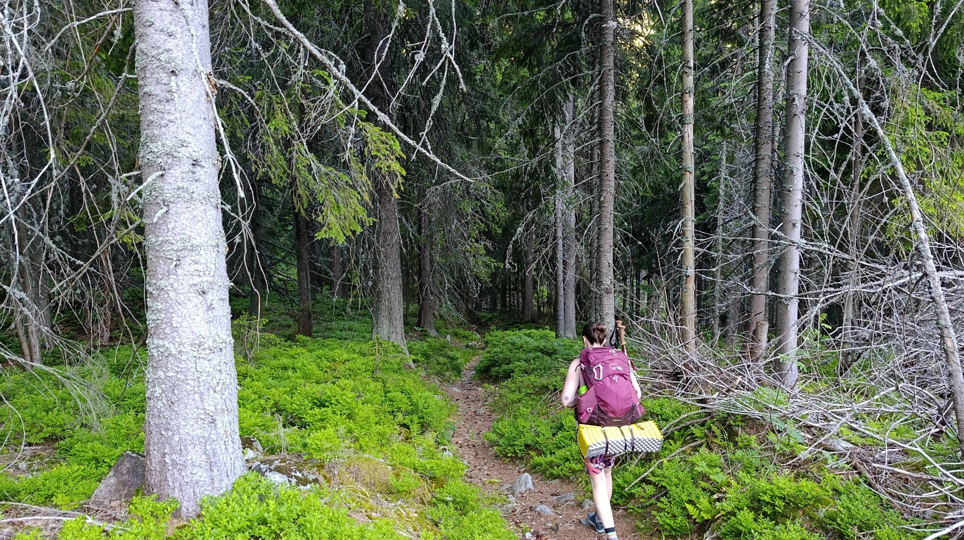 riverbed wilderness forrest western tatras hike walker journey