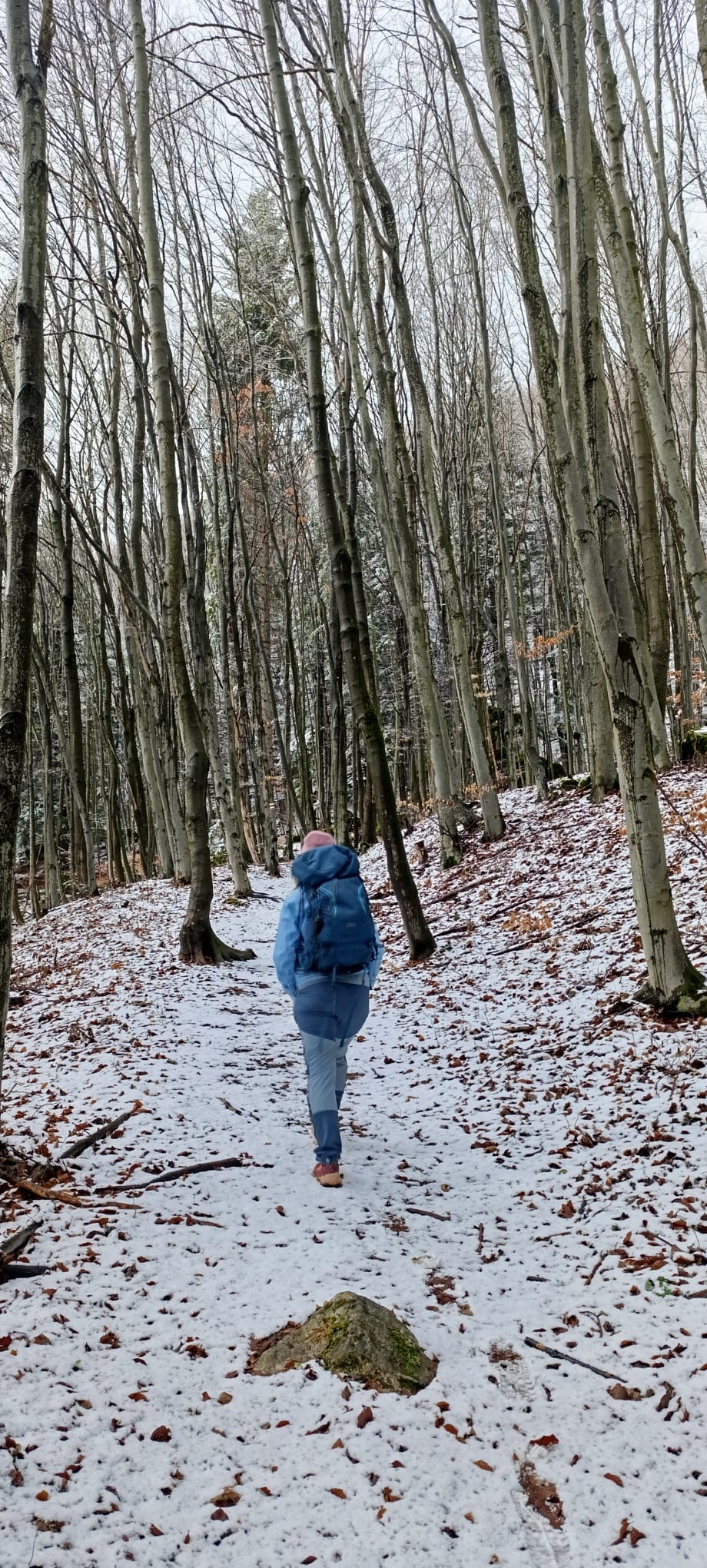 forrest wild Velka fatra walk hike enchanted history oak